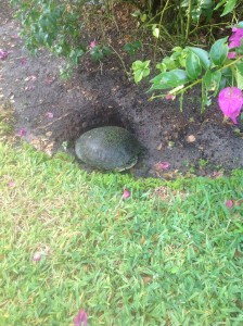 Slider turtle nesting in VP Linda Hornsby's back yard on 6/8/14